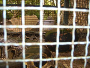 Pythons sind keine Seltenheit im Mekong Delta